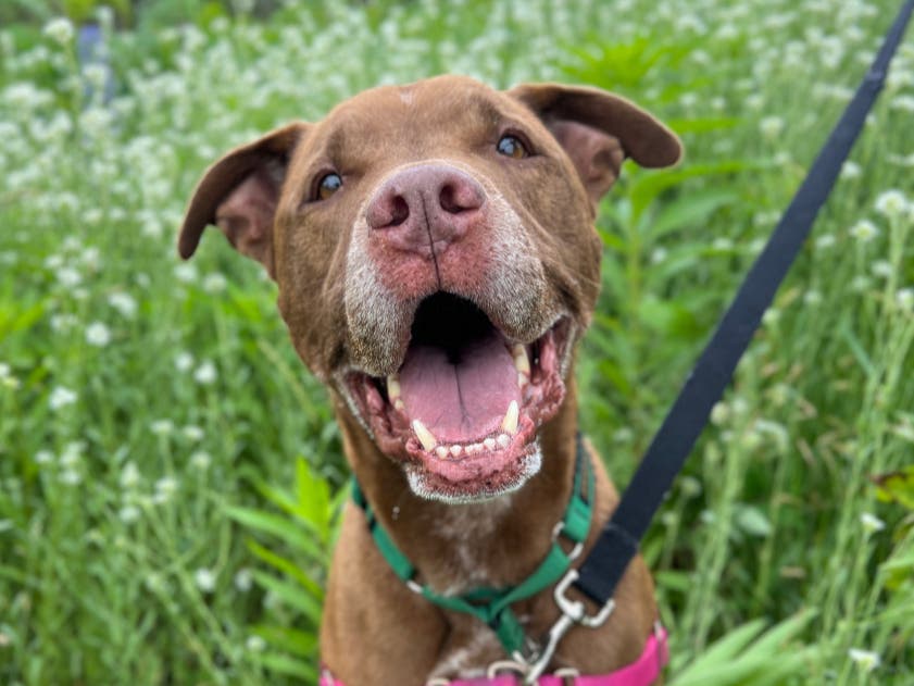 "Many potential adopters came in and expressed interest. But they weren't able to complete an adoption because of needless restrictions against bully breeds and large dogs in their apartments." - MSPCA Adoption Director Mike Keiley