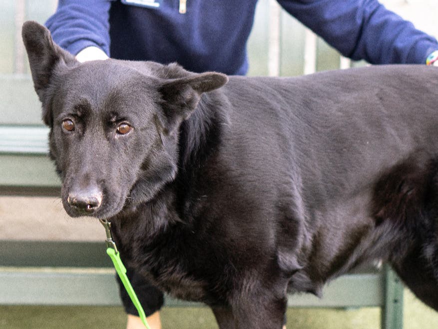 The adoption incentive is taking place amid the overpopulation of dogs living in U.S. shelters and with the MSPCA and Northeast shelters at 90 percent capacity.