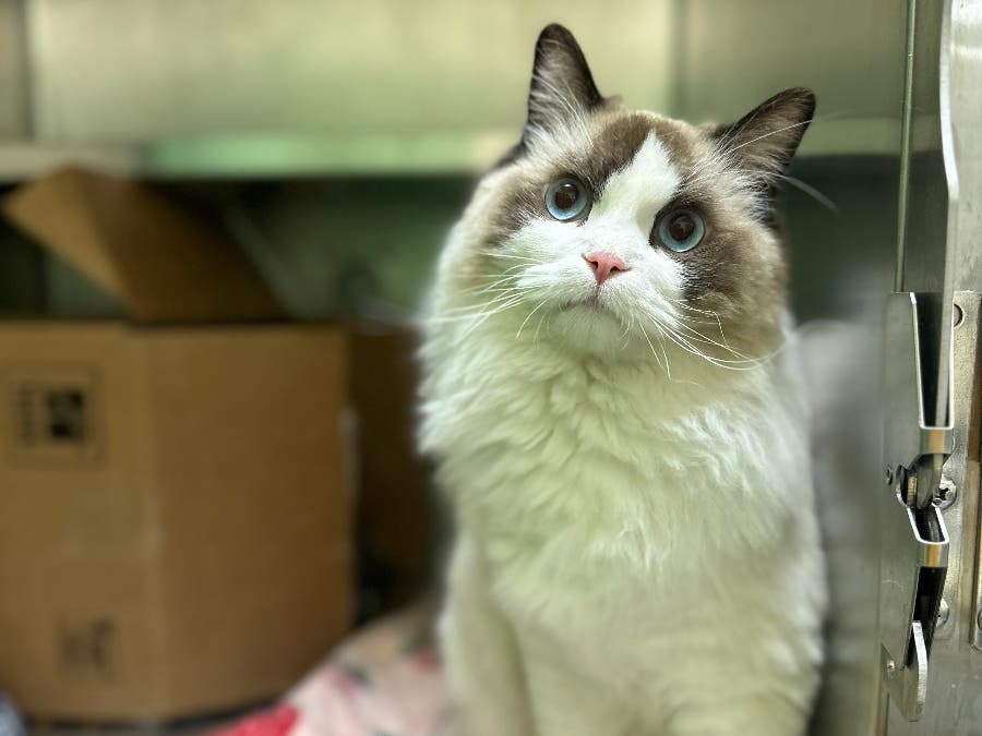 Purebred Taylor Swift-Style 'Ragdoll' Cat Needs Help, New Home | Salem ...