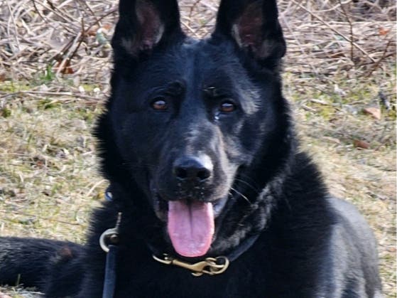 Ozzy's vest was awarded thanks to a charitable donation from the non-profit organization Vested Interest in K9s, Inc. and is sponsored by The Shilder Family, Cathy's Vests for K9s.