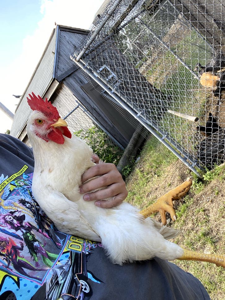 Crying Fowl: Rash Of Rooster Dumping Forces Peabody Farm Owner To Make ...