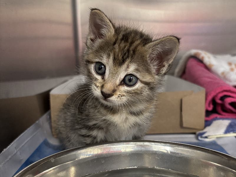 50 Texas Flood Rescue Cats, Dogs Headed To MA To Find Forever Homes ...
