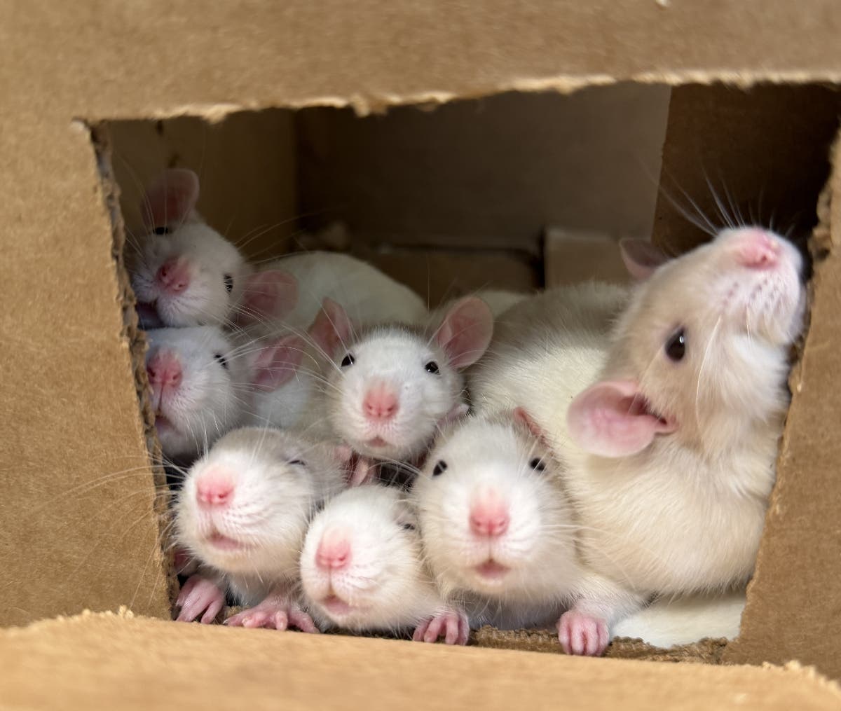 MSPCA-Angell said rats are extremely social animals that can make engaging pets for those who may not have space for a cat or dog.