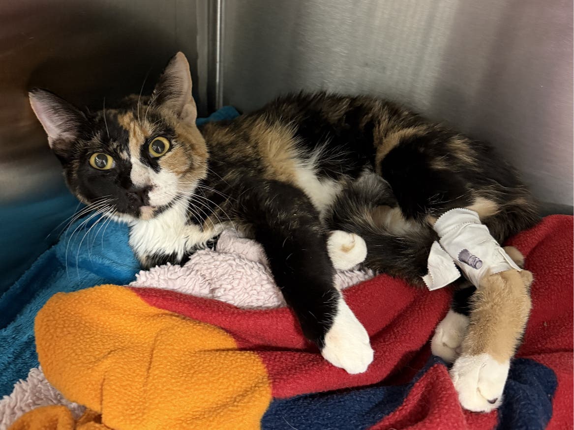 MSPCA-Angell Director of Emergency and Critical Care Dr. Kiko Bracker said that when Mazy came into their care, her front legs were visibly swollen and she could not walk on them, instead getting around on her hind legs with her front legs in the air.