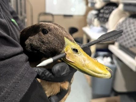"Wild or domestic, no animal deserves this kind of cruelty." - Newhouse Wildlife Rescue