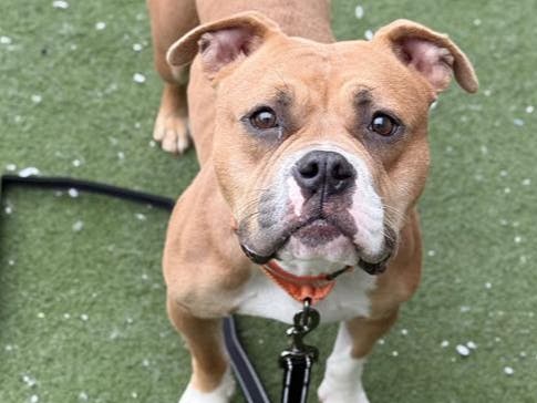 Kai is one of the dogs available without an adoption fee at the Northeast Animal Shelter in Salem this weekend.