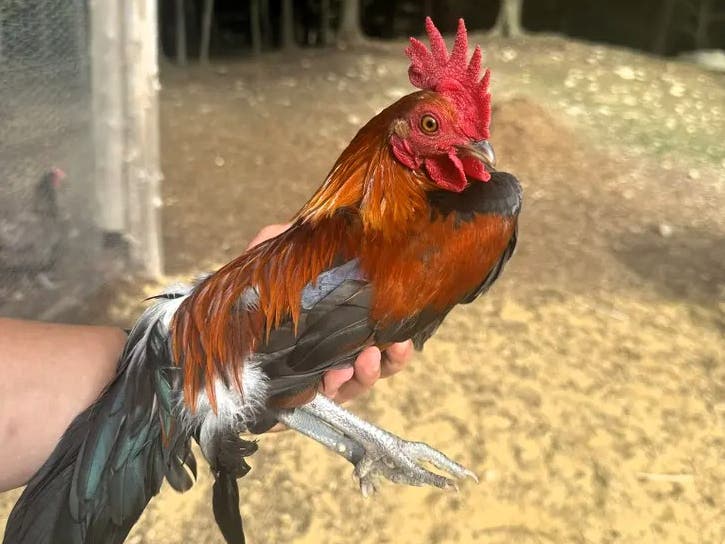 Madi Wood, who operates Wood Farm in Peabody, said the latest rash of rooster-dumping has become "completely overwhelming" as she scrambles to take care of the new blood mixing with her own animals.
