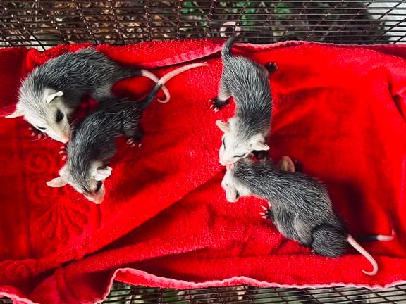 The babies were removed, kept warm and later transported to a local licensed wildlife rehabilitator.