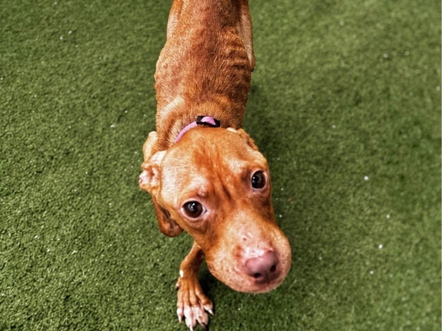 The five rescued dogs arrived at the Northeast Animal Shelter very underweight but with what appears to be sweet dispositions despite their conditions.