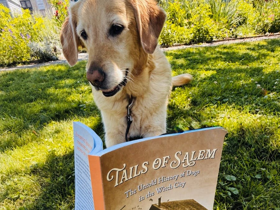 Salem Author Takes A Dog's Eye View Of Witch City History