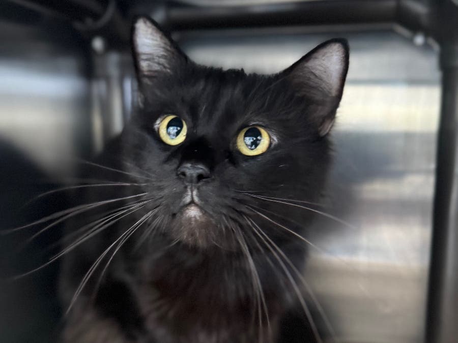 On Sept. 18, the MSPCA Northeast Animal Shelter of Salem took in 28 cats surrendered from a home in Berkshire County.