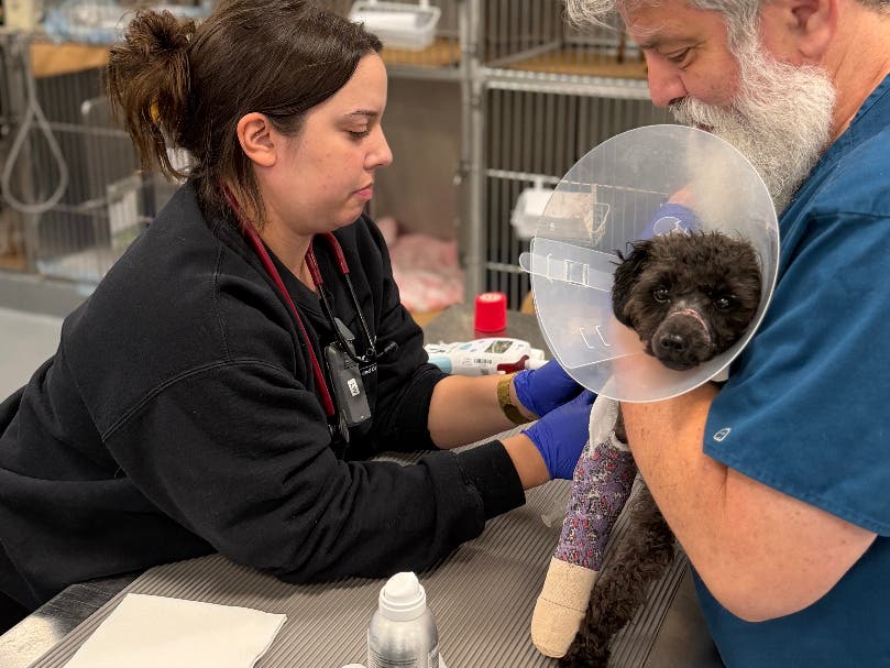 Carrot was brought to Angell Animal Medical Center in Boston and cared for overnight in the Emergency Department, where staff determined that the break in her front right leg was so severe that it would require amputation.
