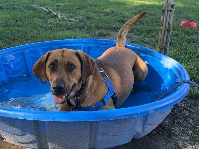 Hank is an adoptable dog currently hanging out at the Northeast Animal Shelter of Salem.