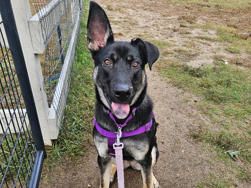 Adoption fees will be waived for all dogs, like Willow, that weigh at least 40 pounds, including any larger puppies.