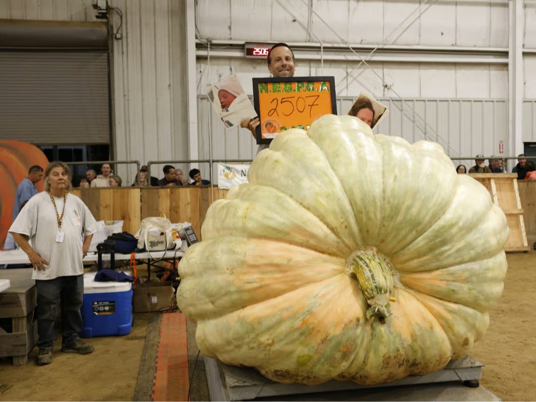 Last year's winning pumpkin weighed in at a whopping 2,507 pounds.