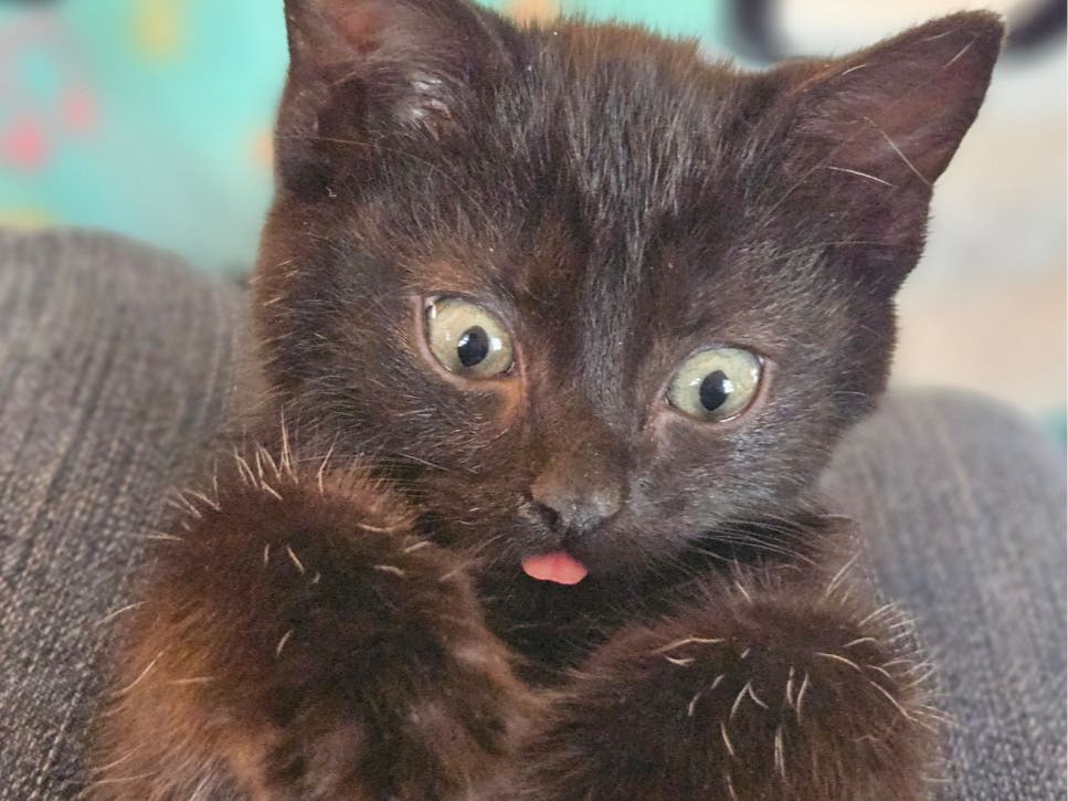 The ARL said the ﻿kitten — which rescuers have named "Freeway" — is lucky to be alive after she was spotted between speeding vehicles on the highway.