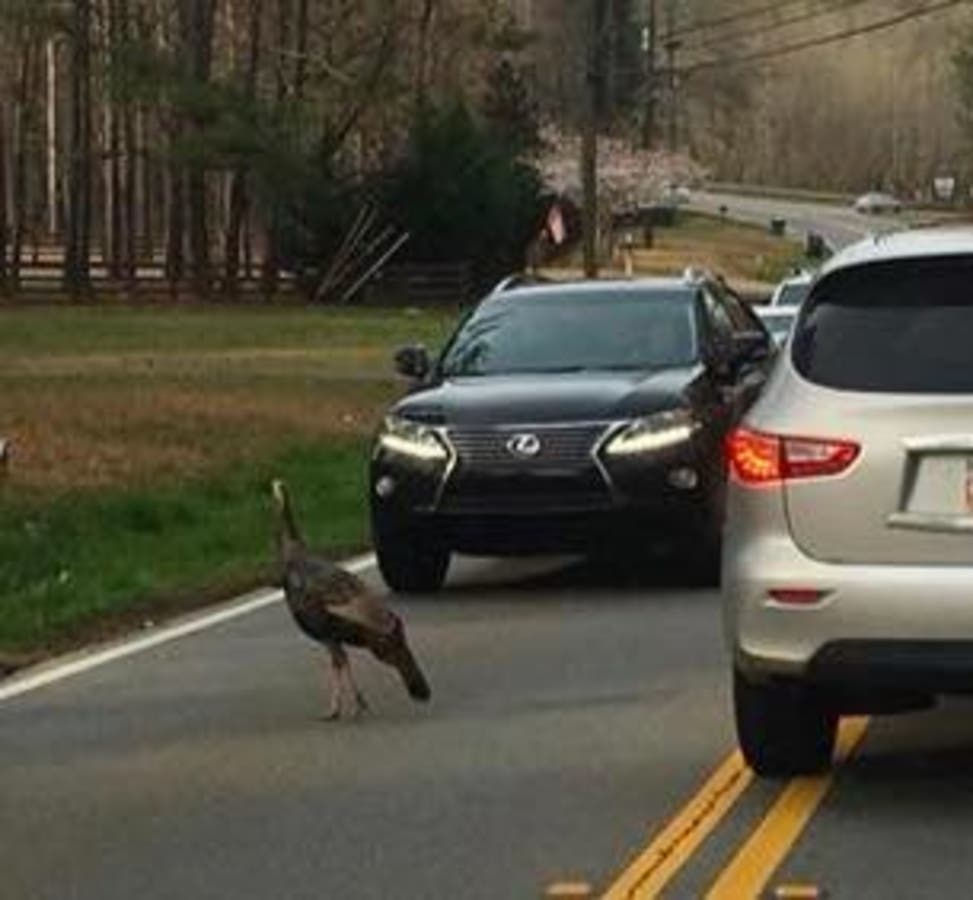 The City of Milton is trying to capture a turkey they think is injured.
