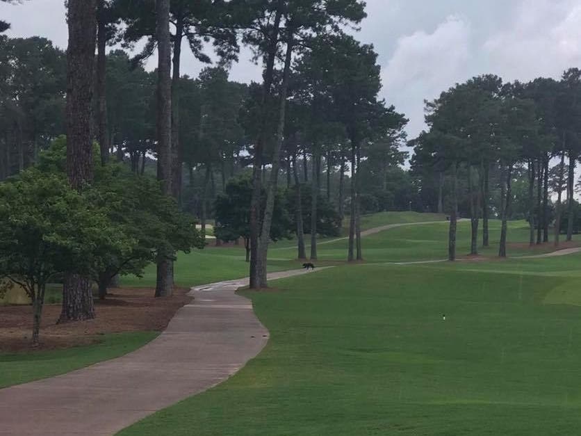 A bear and her cub were spotted Thursday at the Atlanta Athletic Club in Johns Creek.