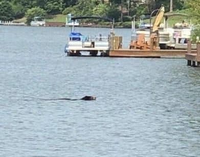 The Mayor of Alpharetta, Jim Gilvin, tweeted a photo of a bear swimming in Lake Windward.