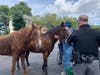 Johns Creek Police returned two horses Wednesday.