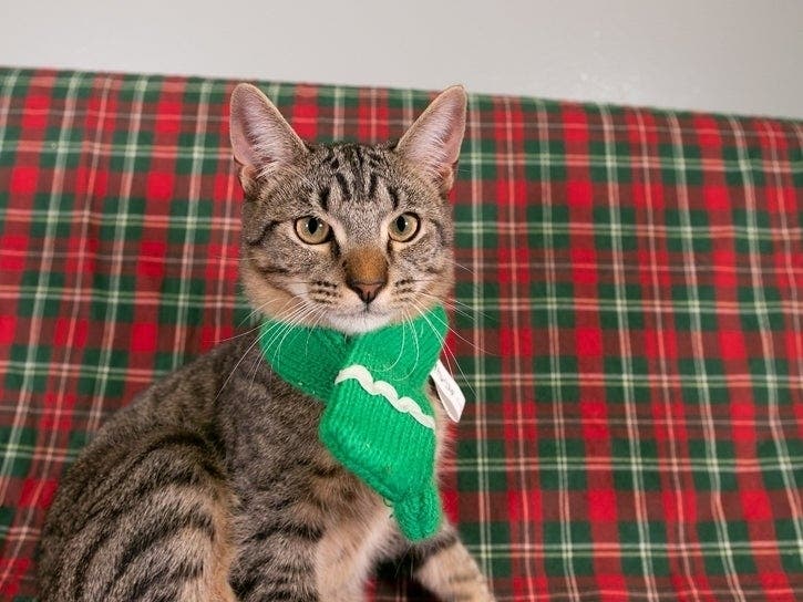 The Home for the Holidays promotion begins Nov. 30 and will be available for pet adoptions through Jan. 2, 2020, at the Forsyth County Animal Shelter.