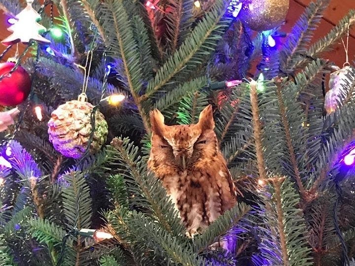 A Newnan, Georgia family found a live owl in their Christmas tree and called the Chattahoochee Nature Center to help release it back into the wild.