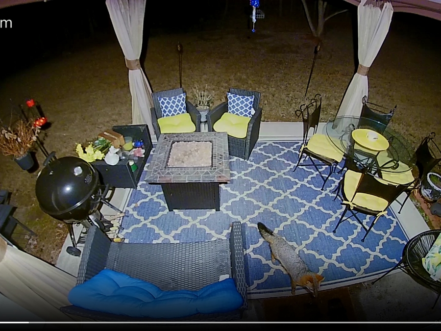 A fox can be seen in a video as seen on the Neighbors app walking through a Georgia backyard.