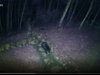 A black bear was recently caught on the Neighbors app as it took a stroll through a Georgia backyard.