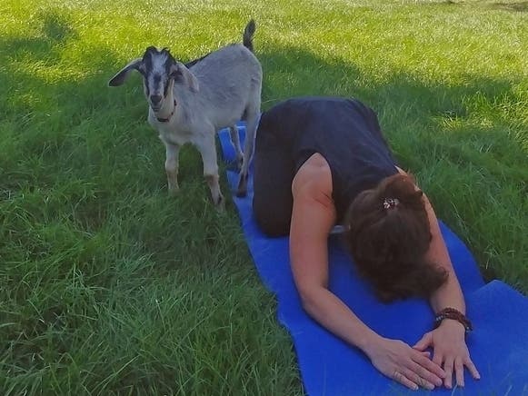 A Goat Yoga Workshop will be offered this weekend in Georgia. 