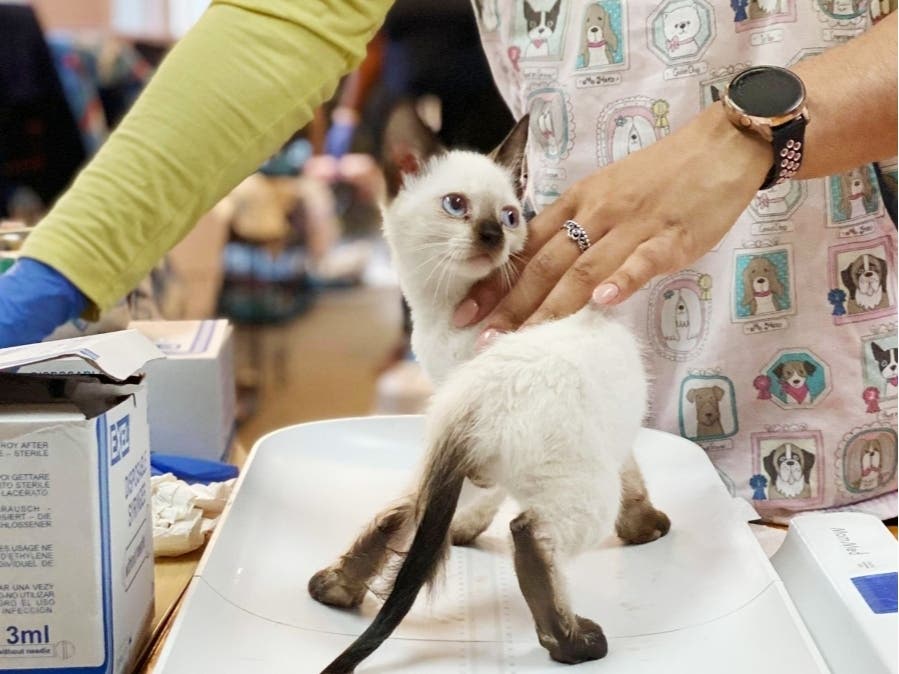 LifeLine Animal Project needs fosters to house the more than 50 cats and kittens recently rescued from a hoarding situation in Sandy Springs.