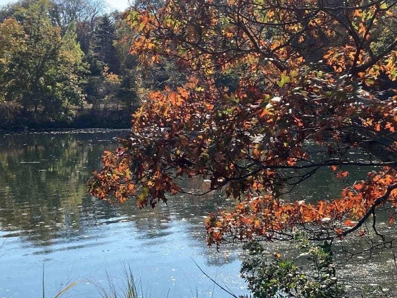 Johns Creek's parks contain thousands of trees, but the city does not have a current inventory of tree types and locations.