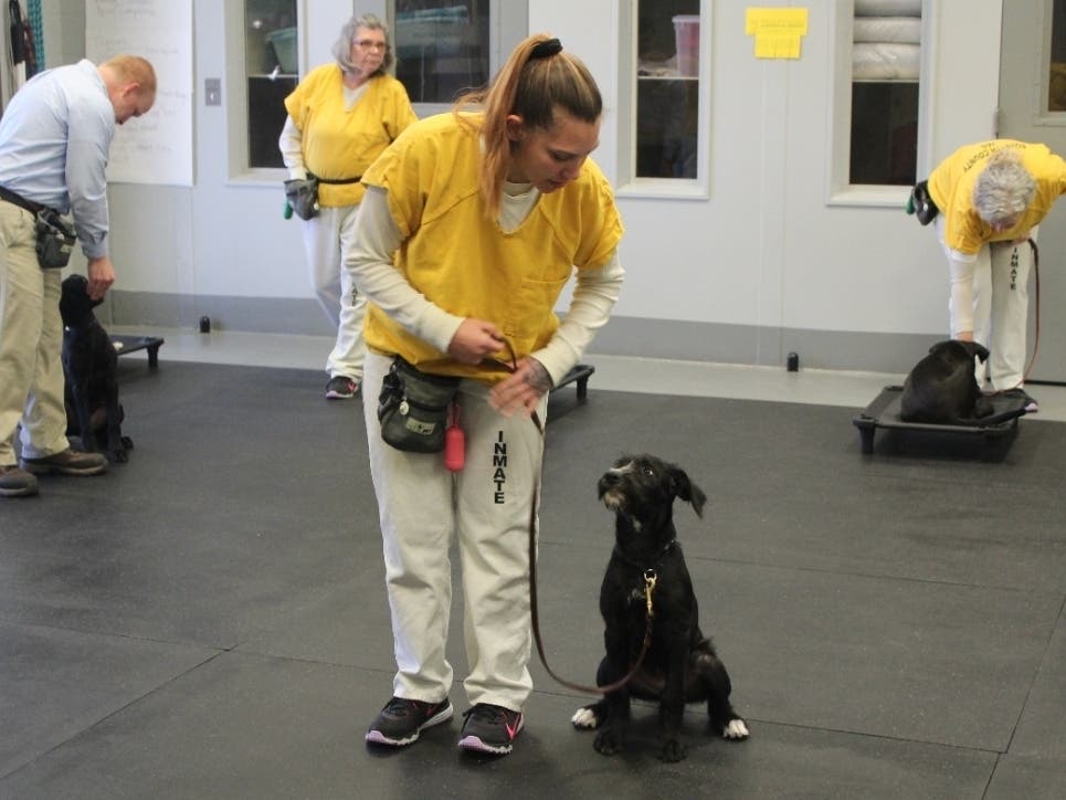 Pup Marley is being trained to work with the Forsyth County Sheriff's Office.