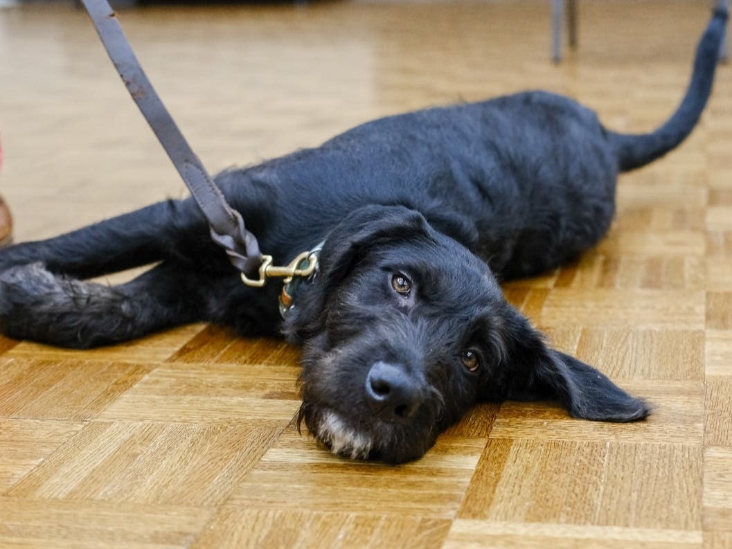 Hank is a 6-month-old labradoodle, and now a therapy dog.