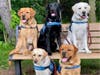 BluePath Service Dogs will host their virtual walkathon on Saturday, May 15 to raise funds in support of the nonprofit’s mission to provide autism service dogs, offering safety, companionship and opportunities for independence.