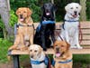 BluePath Service Dogs will host their virtual walkathon on Saturday, May 15 to raise funds in support of the nonprofit’s mission to provide autism service dogs, offering safety, companionship and opportunities for independence.