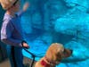 BluePath Reba is helping five-year-old Wesley (of Newtown) enjoy his favorite things with her grounding presence.