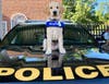 BluePath Maverick, a future autism service dog, will one day unlock life’s potential for a family in need.
