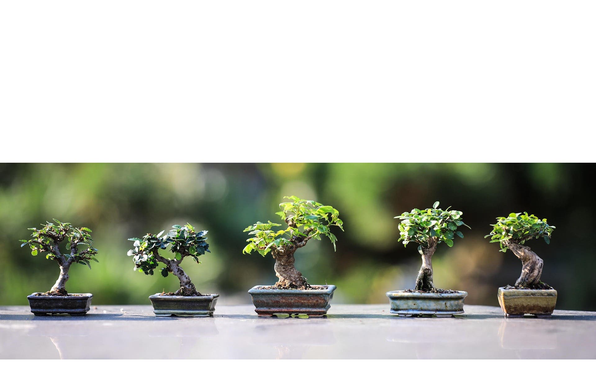 Edible Bonsai