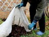 Shelter roses for the winter. Frost protection for garden plants. Autumn garden work. Gloved hands