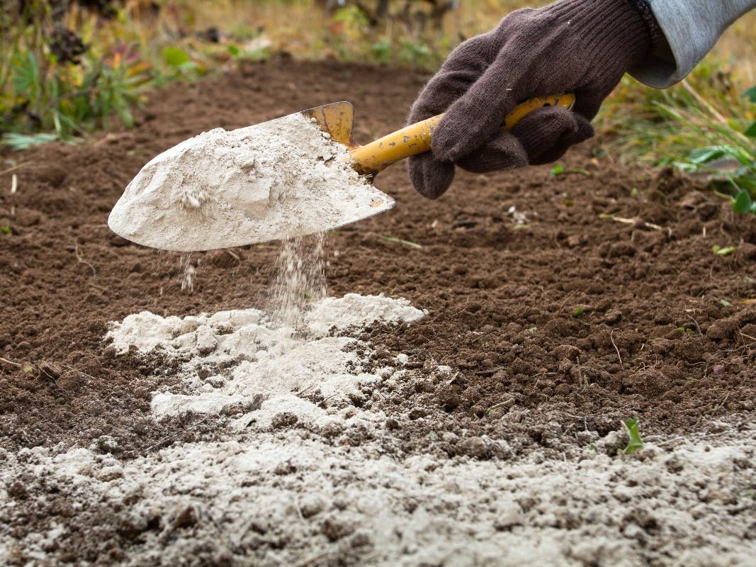 the gardener sprinkles the flower bed with dolomite flour