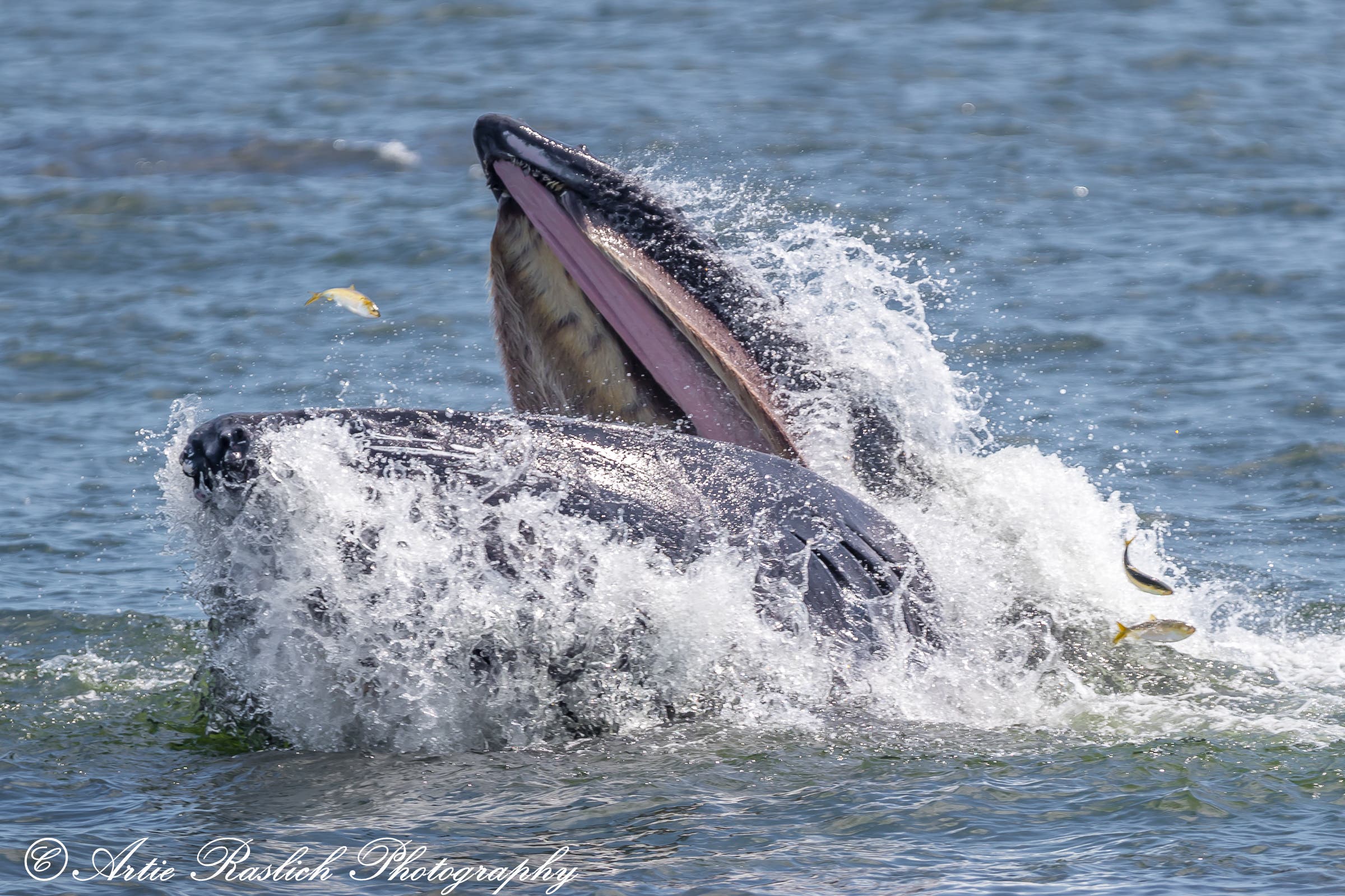 Whale breaching in the NYC Waters