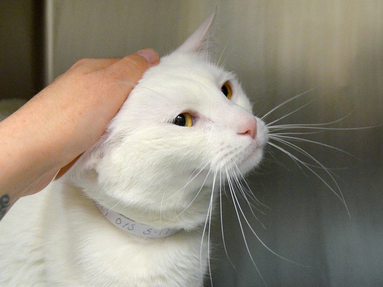 Brooklyn the cat gets pet.