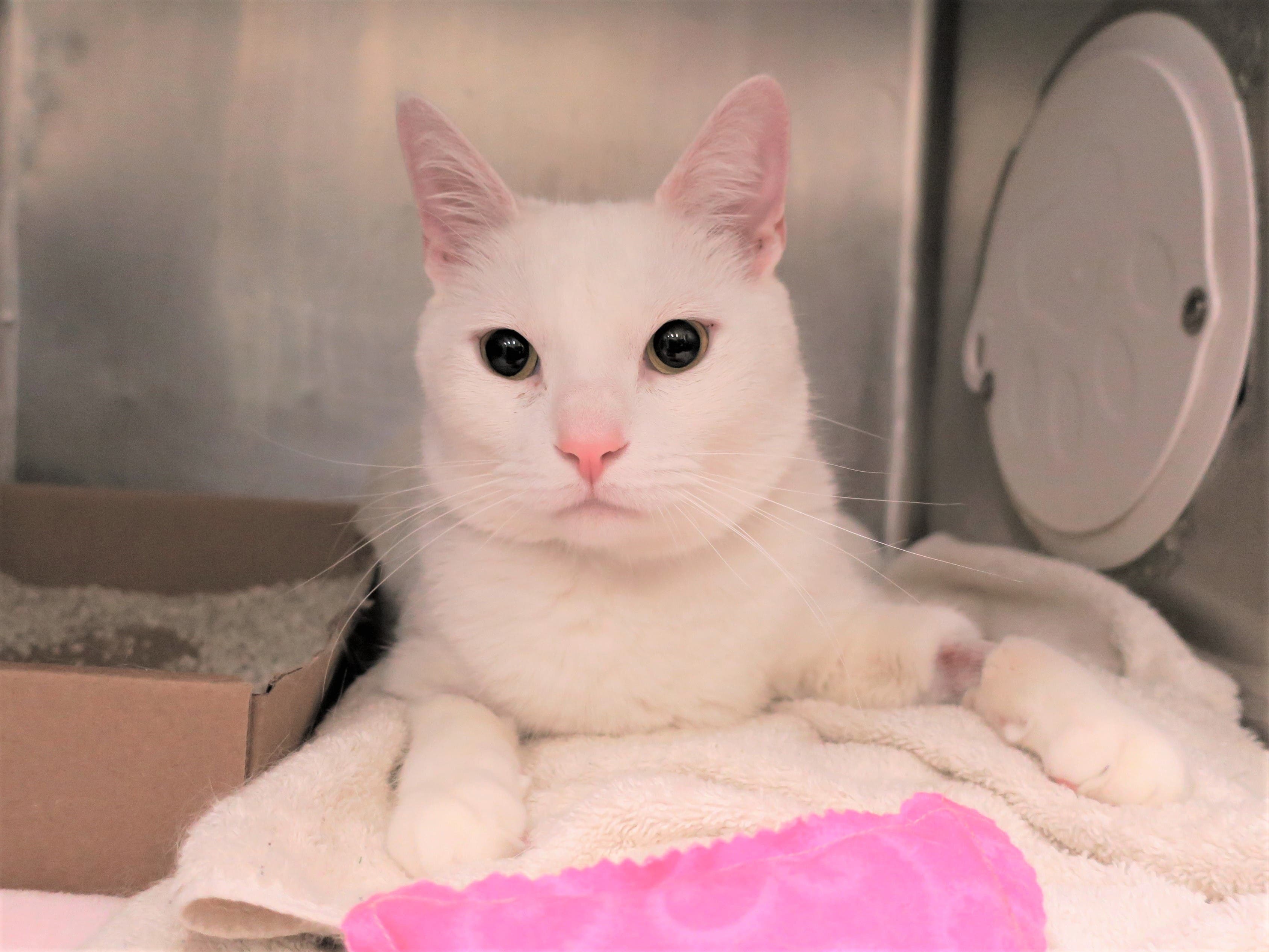 Brooklyn looks into the camera.