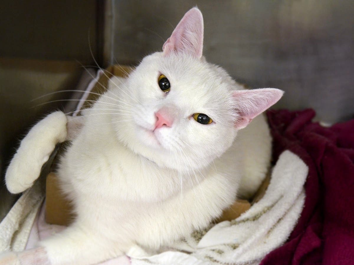 The cat Brooklyn looks into the camera.