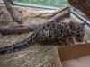 Clouded Leopard Cubs
