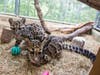 Clouded Leopard Cubs