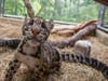 Clouded Leopard Cubs
