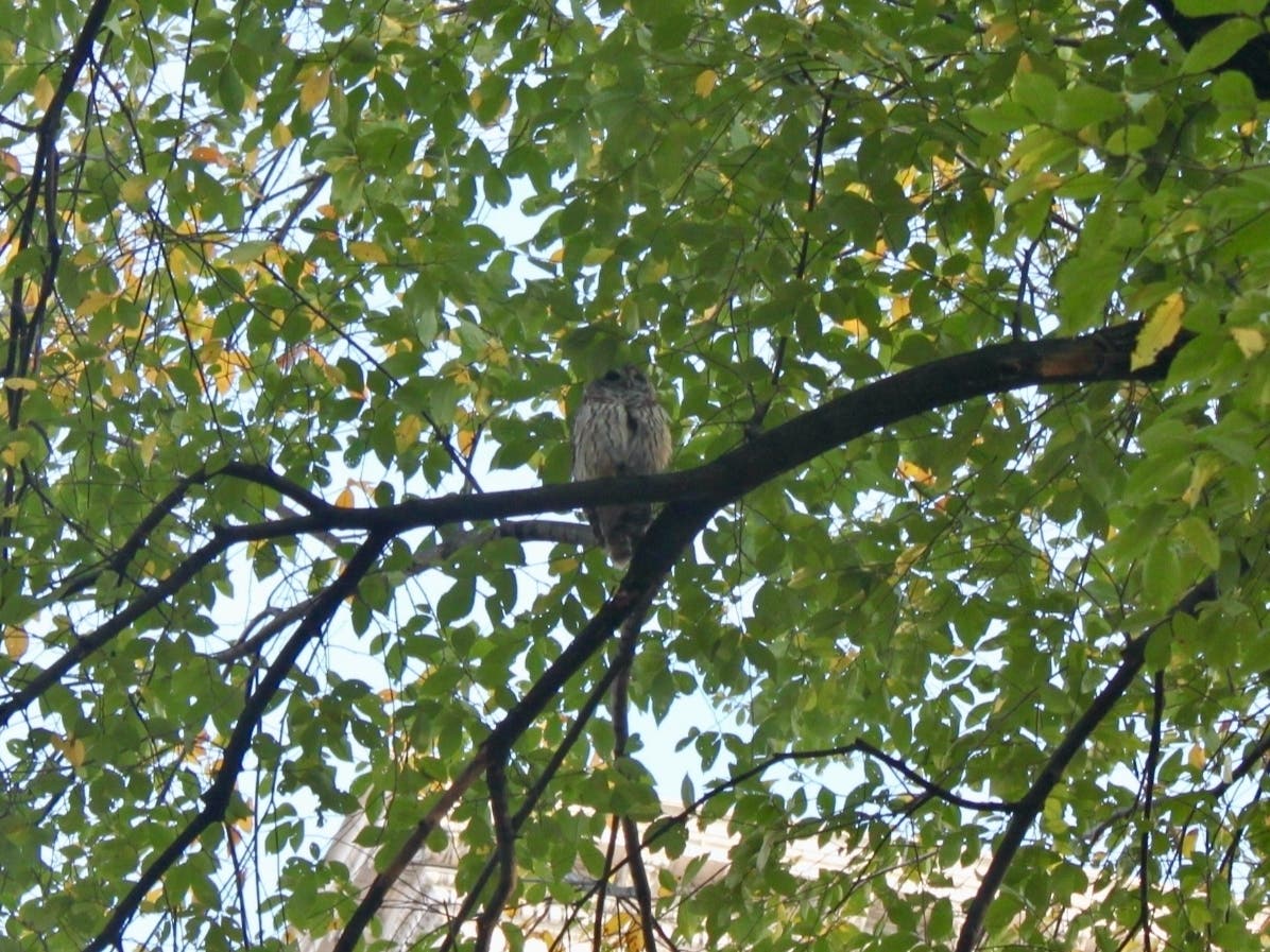 An adorable Barred Owl perches on a tree branch in Riverside Park.