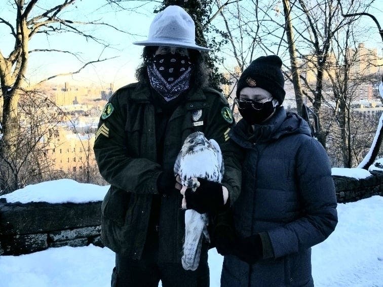An image of an NYC Parks ranger, a good Samaritan and a rescued hawk.
