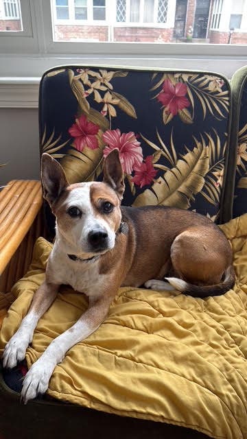Seeking a good home for Zoey!
